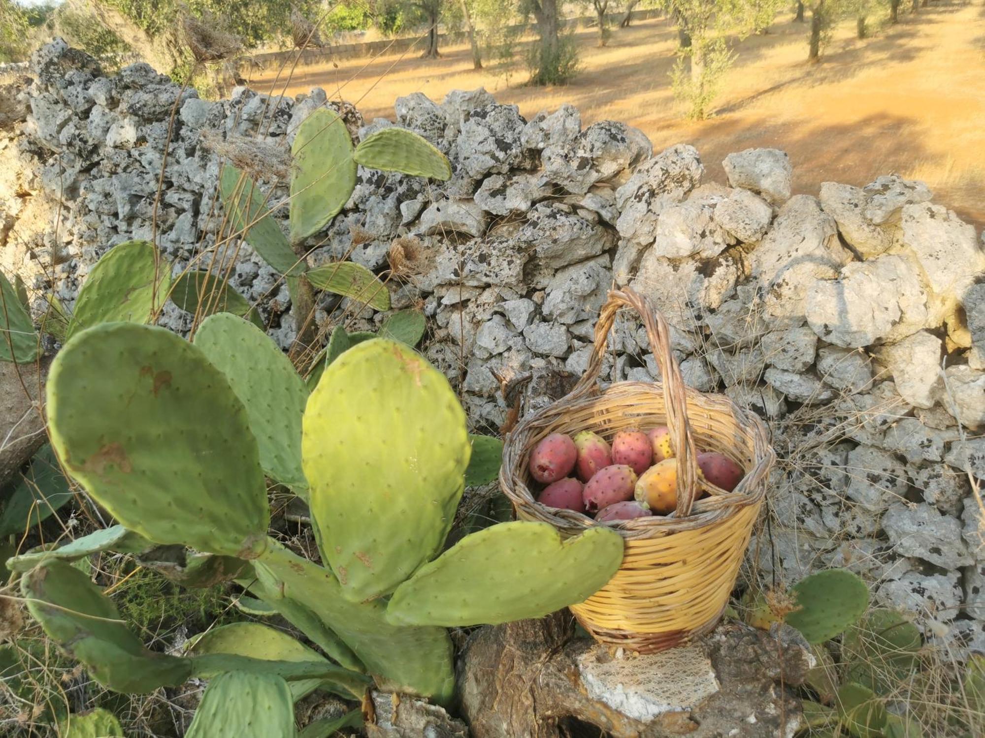 Villa Mios Muro Leccese Εξωτερικό φωτογραφία