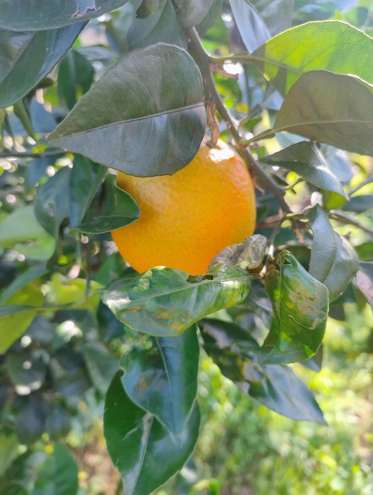 Villa Mios Muro Leccese Εξωτερικό φωτογραφία